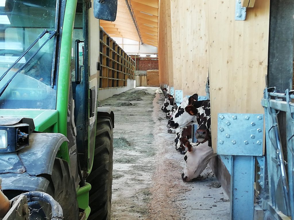 vaches normandes dans le séchoir en grange